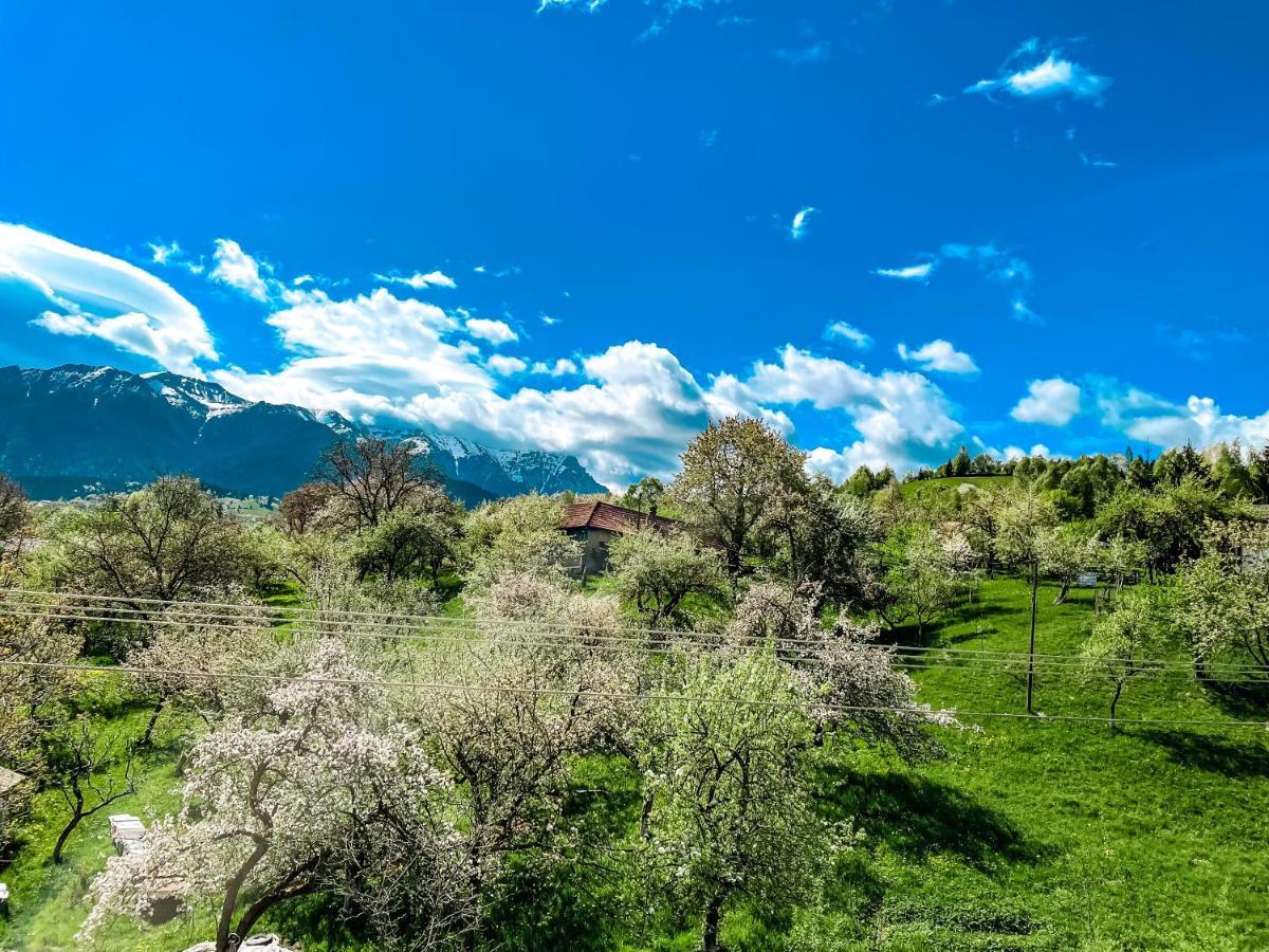 Transylvania Mountain View Cdi 브란 외부 사진